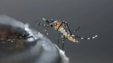 Dengue: confirmaron el primer caso de la temporada en Tucumán