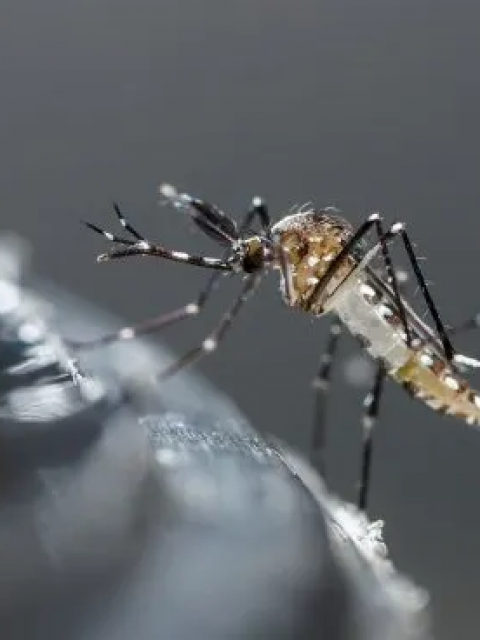 Científicos del CONICET descubrieron una nueva mutación en los mosquitos transmisores del dengue