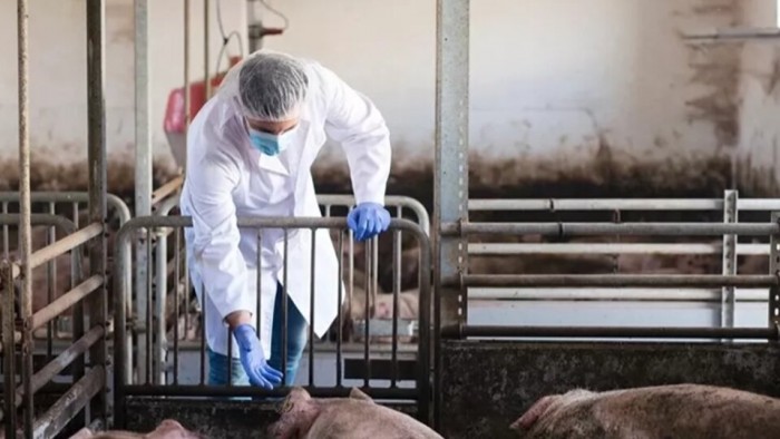 El Ministerio de Salud detecta el primer caso humano de gripe porcina H1N2 en Tucumán