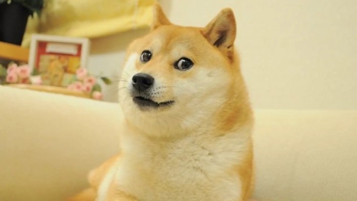 Murió "Kabosu", la perrita que conquistó los celulares del mundo con sus memes