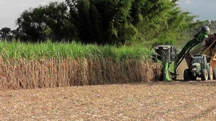 Productores cañeros estiman en un 30% las pérdidas por las heladas