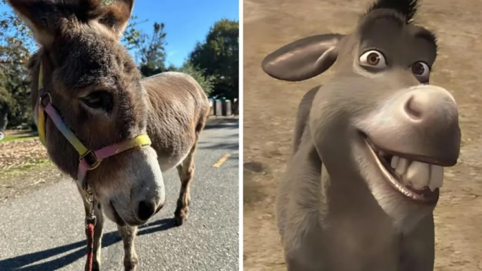 Falleció Perry, el burro que inspiró al icónico personaje de Shrek