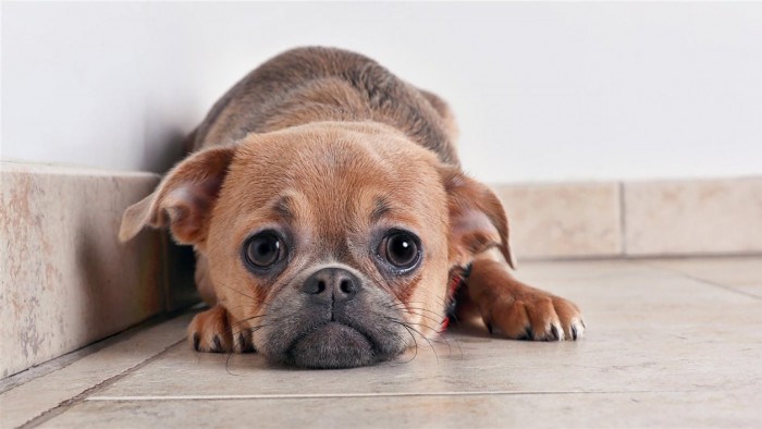 Según un estudio, los perros se desvelan tras situaciones estresantes al igual que los humanos