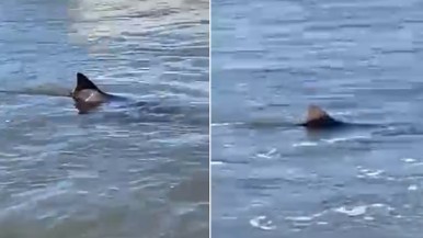 Tiburón en Mar del Plata: el guardavidas que intervino contó cómo fue el hecho