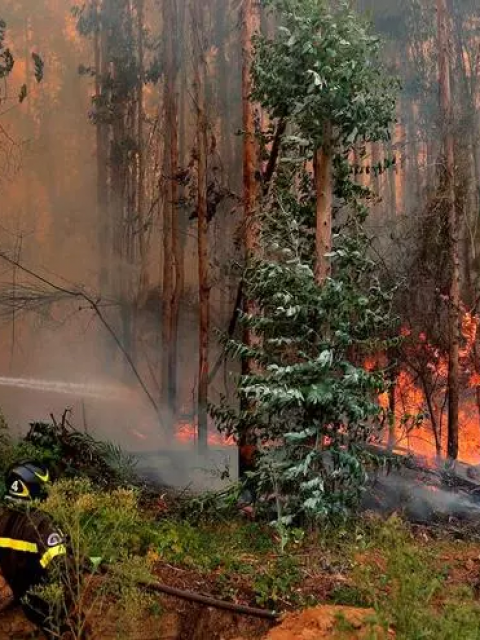 Incendios en la Patagonia: el fuego avanzó hasta el límite con Chile