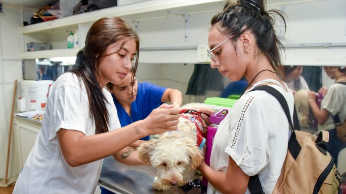 Castraciones gratuitas en San Miguel de Tucumán: un quirófano veterinario móvil llega a los barrios