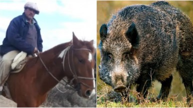 Terror en Mendoza: un jabalí mató a un hombre y a sus cuatro perros