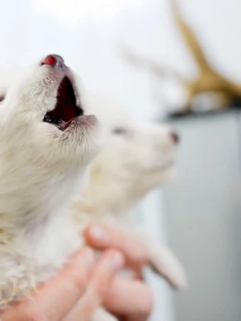 Reviven tres cachorros del "lobo terrible" y aseguran que es el primer animal desextinto con éxito