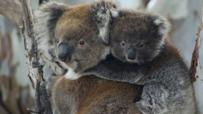 Australia sacrificó 750 koalas en Australia y explotaron las críticas