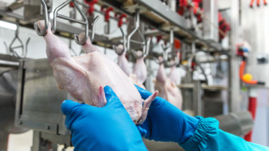 Argentina suspende importación de pollos desde Brasil por brote de gripe aviar