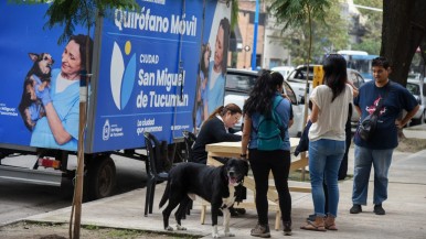 "Un vete en tu barrio": castraciones, vacunas y desparasitaciones gratis del 19 al 23 de mayo en Villa Amalia