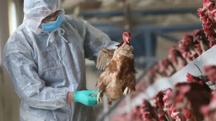 Brasil instaló barreras sanitarias por un brote de gripe aviar 