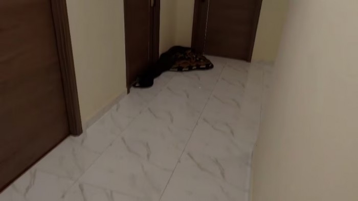 Bangkok: un hombre libera dos serpientes gigantes en su edificio para vengarse de sus vecinos