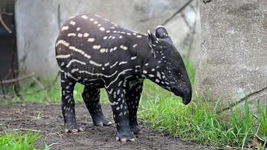 Confirman la muerte de la tapir Suyana
