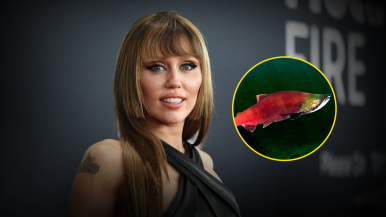 Esperma de salmón: el nuevo secreto de belleza de las celebridades que probaron Miley Cyrus y Kim Kardashian 