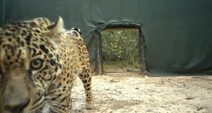 Liberaron a Acaí, la quinta yaguareté hembra en el Parque Nacional El Impenetrable