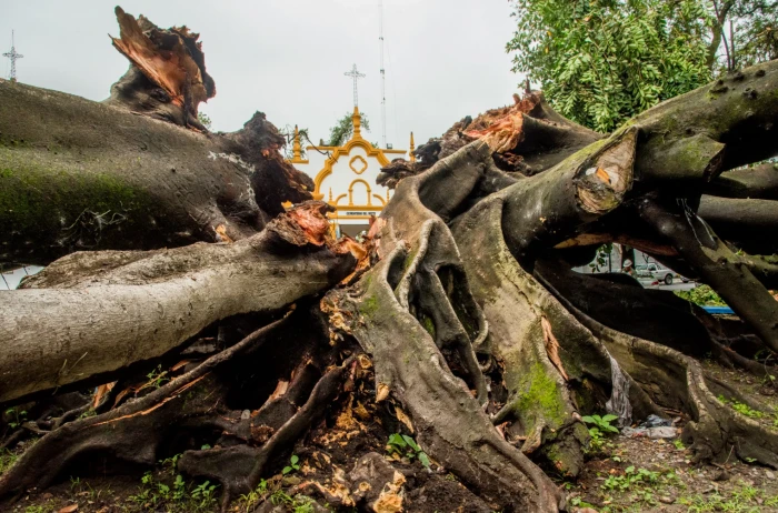 El gomero del Parque Avellaneda seguirá presente en forma de bancos