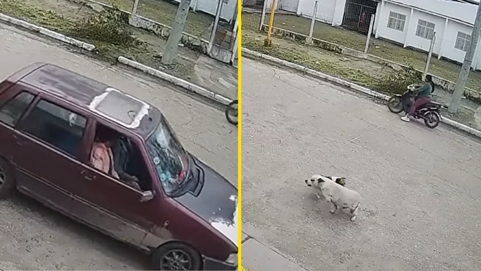 Indignación en Aguilares: atropellaron a un perro y lo abandonaron sin asistirlo