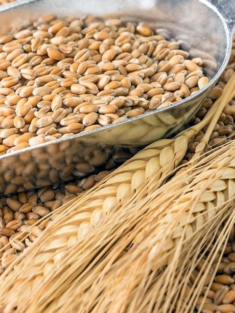 Argentina exportará trigo a China: cuáles son los beneficios