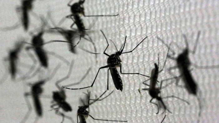Invasión de mosquitos: son peligrosos porque pueden transmitir Encefalitis Equina