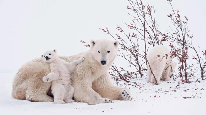Hoy se celebra el Día Internacional del Oso Polar