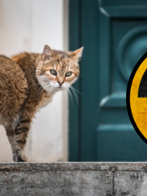 Un gato tóxico está suelto en Japón