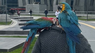 Se enteró que su esposa lo engañaba gracias a sus loros